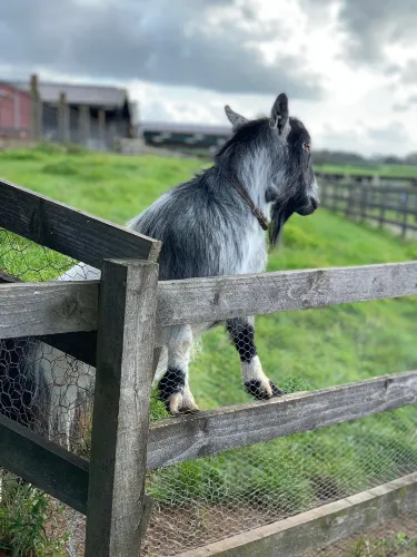 Old Holly Farm