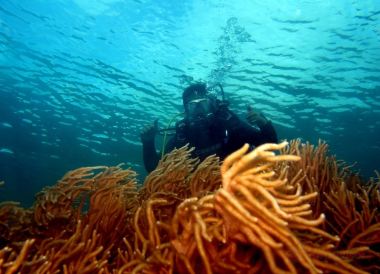 Wangi-Wangi