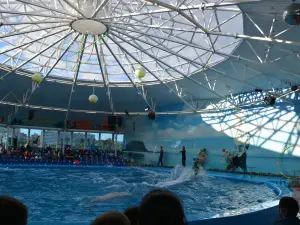 Dolphinarium Nemo