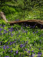 RSPB Coombes Valley