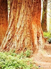 Arboreto de Tervuren