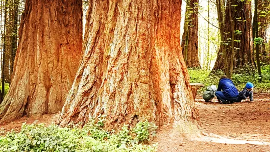 Arboretum Tervuren