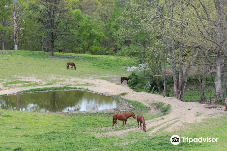 Equestrian Adventures