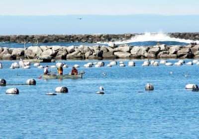 Umpqua Aquaculture Triangle Oyster Farm