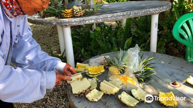 Ishigaki Kanko Pine Orchards