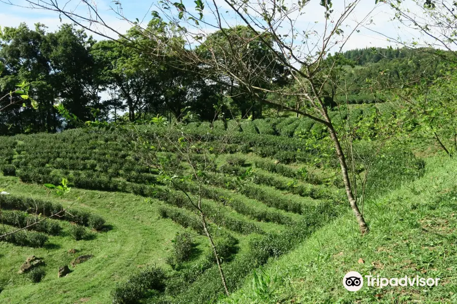 Xiong Kong Tea Plantation