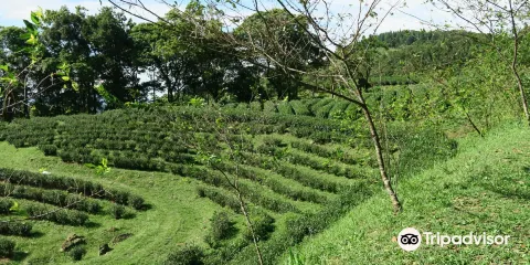 台灣農林熊空茶園-新北觀光茶園|三峽推薦農場|熊空人氣農場|生態農場|觀光農場|推薦茶園