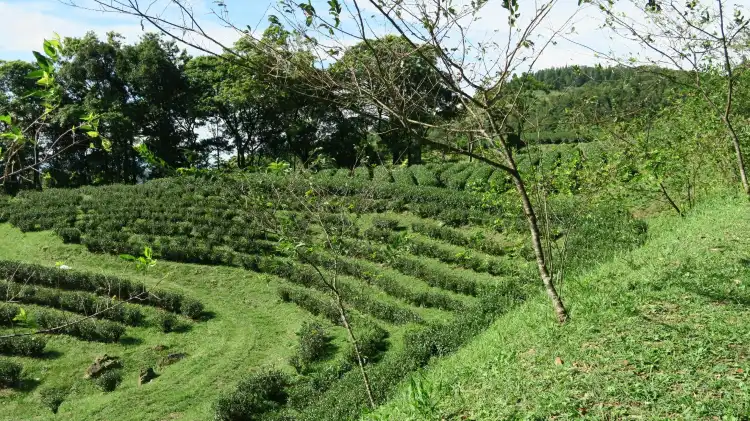 Hotels near Xiong Kong Tea Plantation