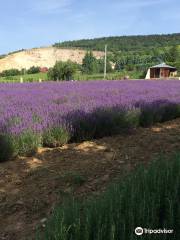 Malatinszky Kuria Organic Wine Estate