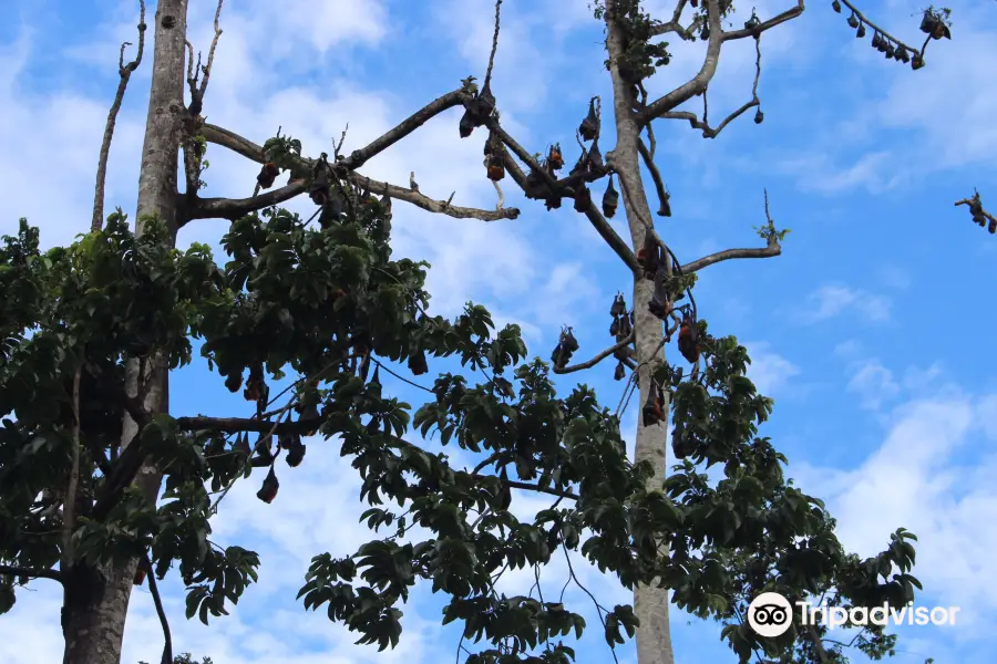 Pemba Flying Fox Forest