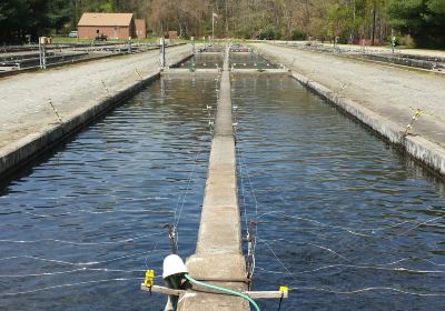 Buford Trout Hatchery - Wildlife Resources Division