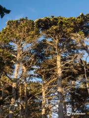 The Crocker Cypress Grove