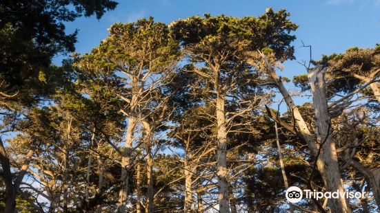 The Crocker Cypress Grove