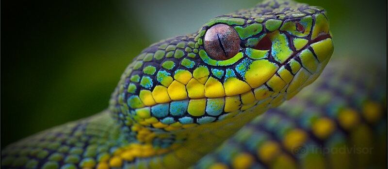 REPTILIENZOO NOCKALM