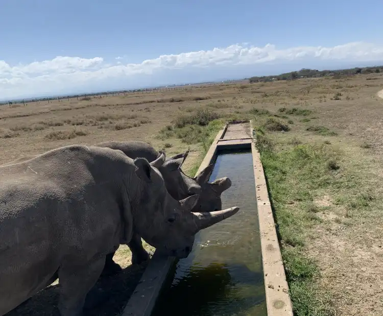 Hotels near Solio Rhino Conservancy