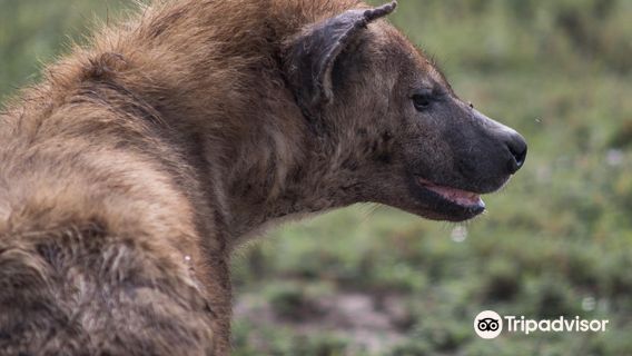Serengeti Sons Safaris