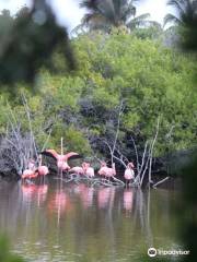 Posada de flamengos