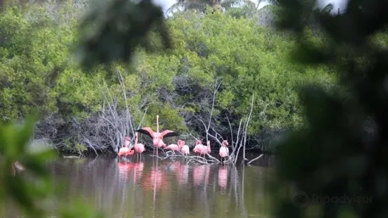 Posada de flamengos