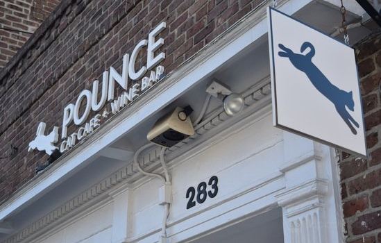 Pounce Cat Cafe + Wine Bar