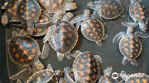 Royal Thai Navy Third Fleet Sea Turtle Nursery - Phang Nga