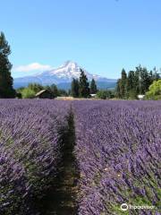 Lavender Valley