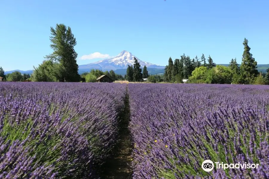 Lavender Valley