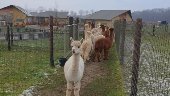 Alpacafarm Vorstenbosch