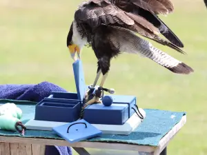 Falknerei Greifvogelpark