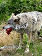 Loups de Chabrières