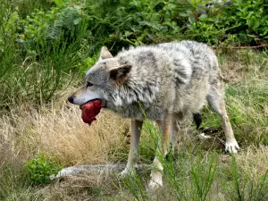 Wolves of Gueret