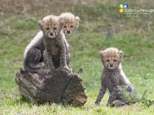 皮克雷里斯野生動物園