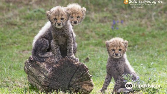 Safari de Peaugres