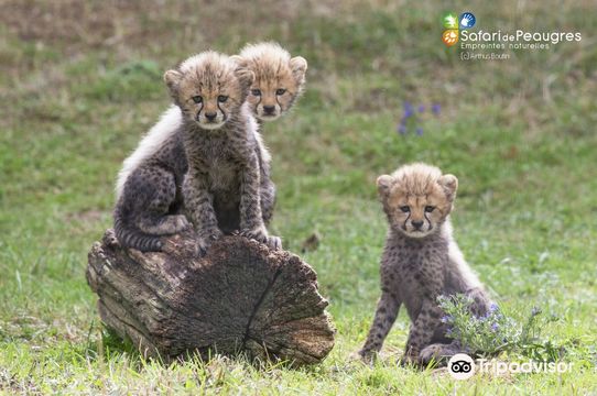 Safari de Peaugres