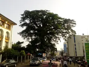 Albero del Cotone