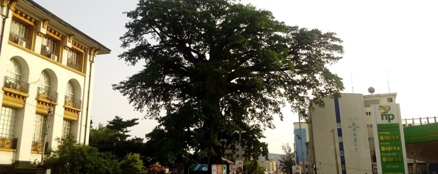 Cotton Tree
