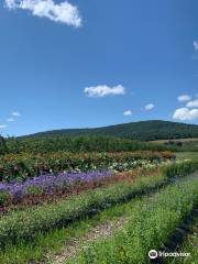 Catoctin Mountain Orchard