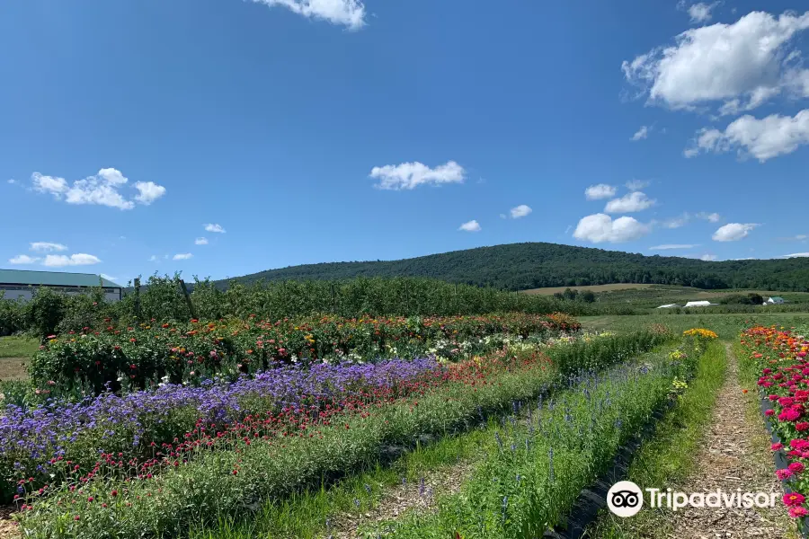 Catoctin Mountain Orchard