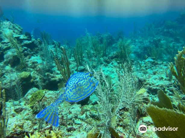Akumal