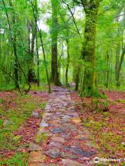 Mawphlang sacred Forest