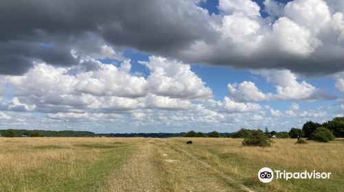 Rodborough Common