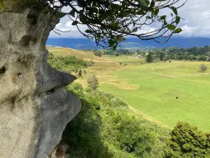 The Grove Scenic Reserve