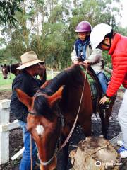 Cowboy up trail rides