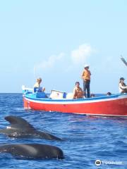 Oceano - Whale Watching La Gomera