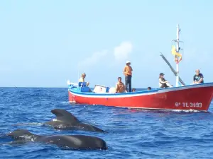 Oceano Whale Watching La Gomera