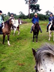 Ashdown Forest Riding Centre