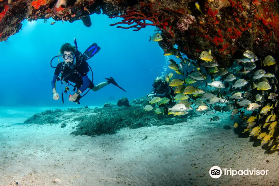 Pro Dive Mexico