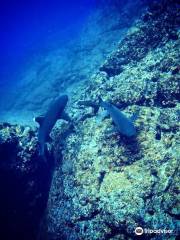 Tamarindo Diving Center Davide Gabbi