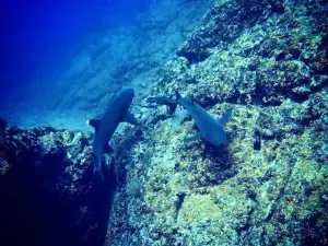 Tamarindo Diving Center Davide Gabbi