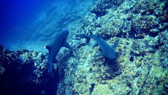 Tamarindo Diving