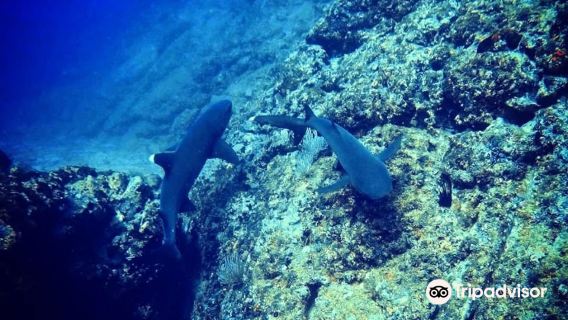 Tamarindo Diving